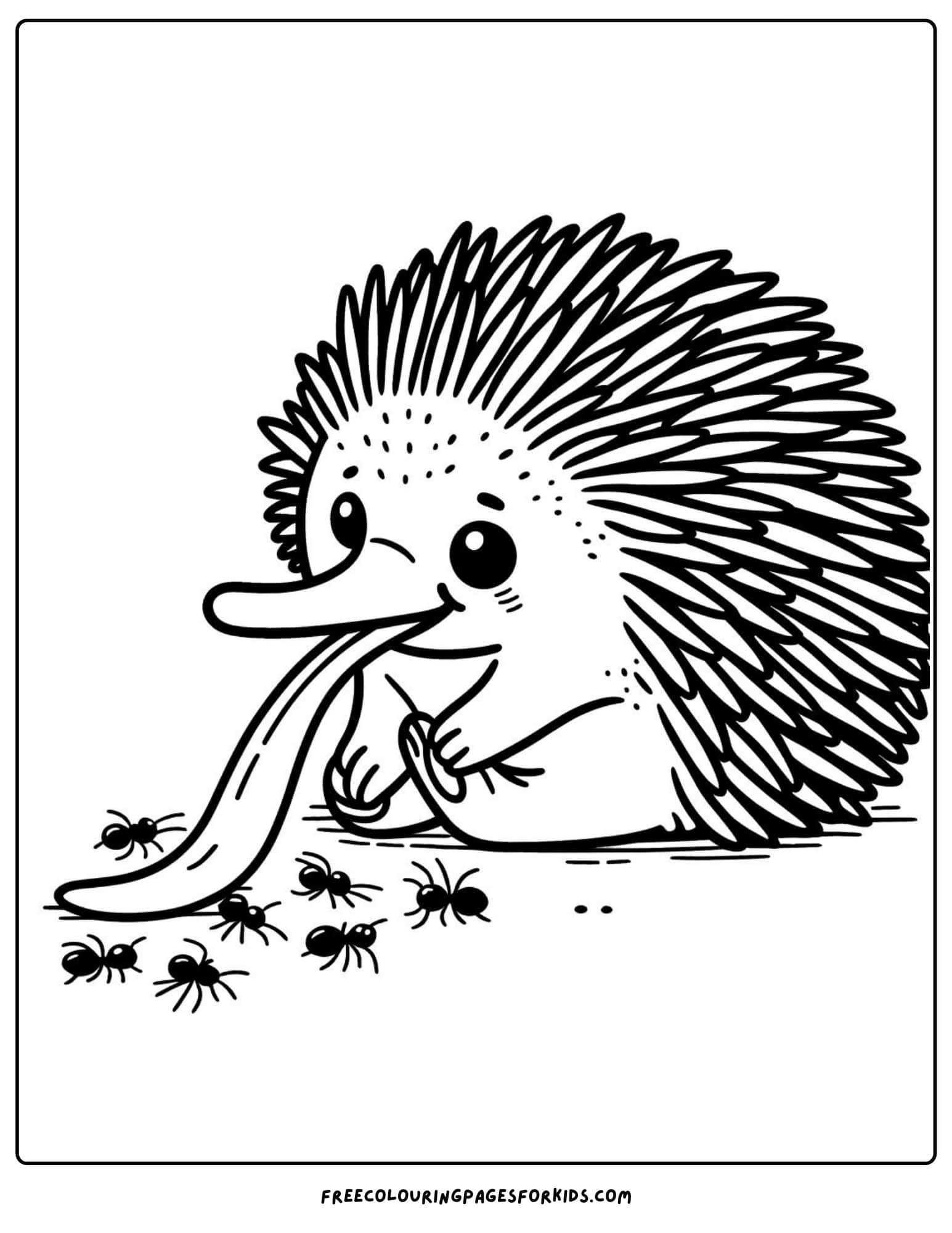 australian animal echidna coloring page