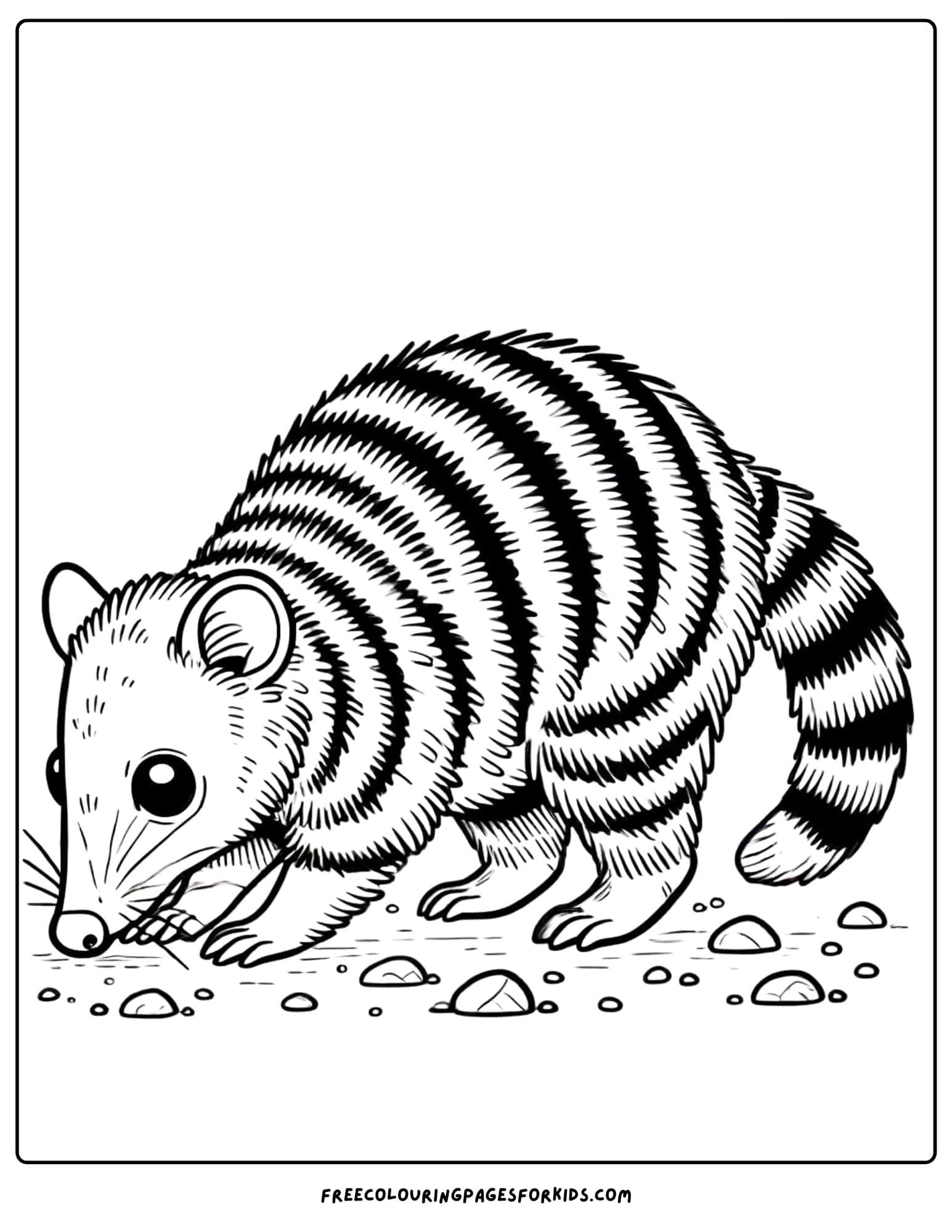 australian animal numbat coloring page