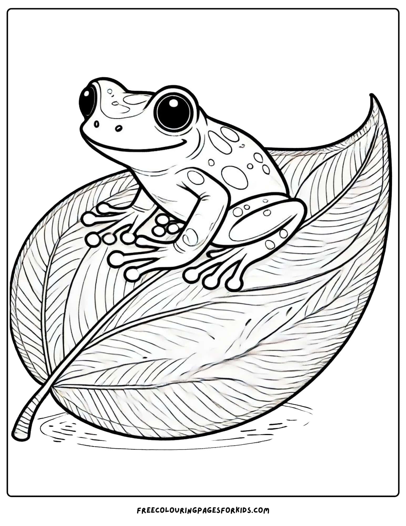 australian animal tree frog coloring page