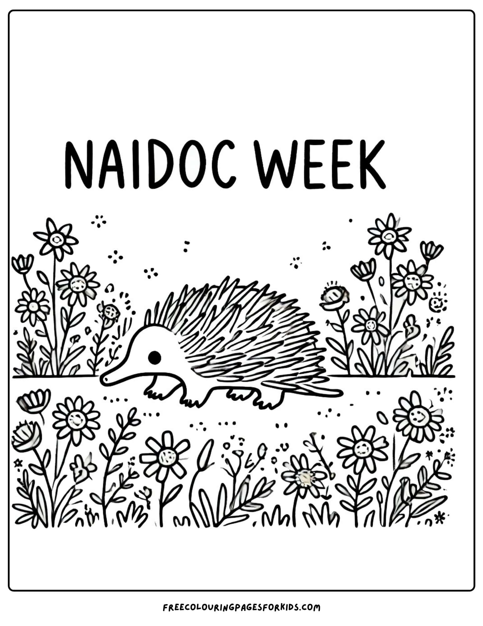 NAIDOC Week echidna colouring page