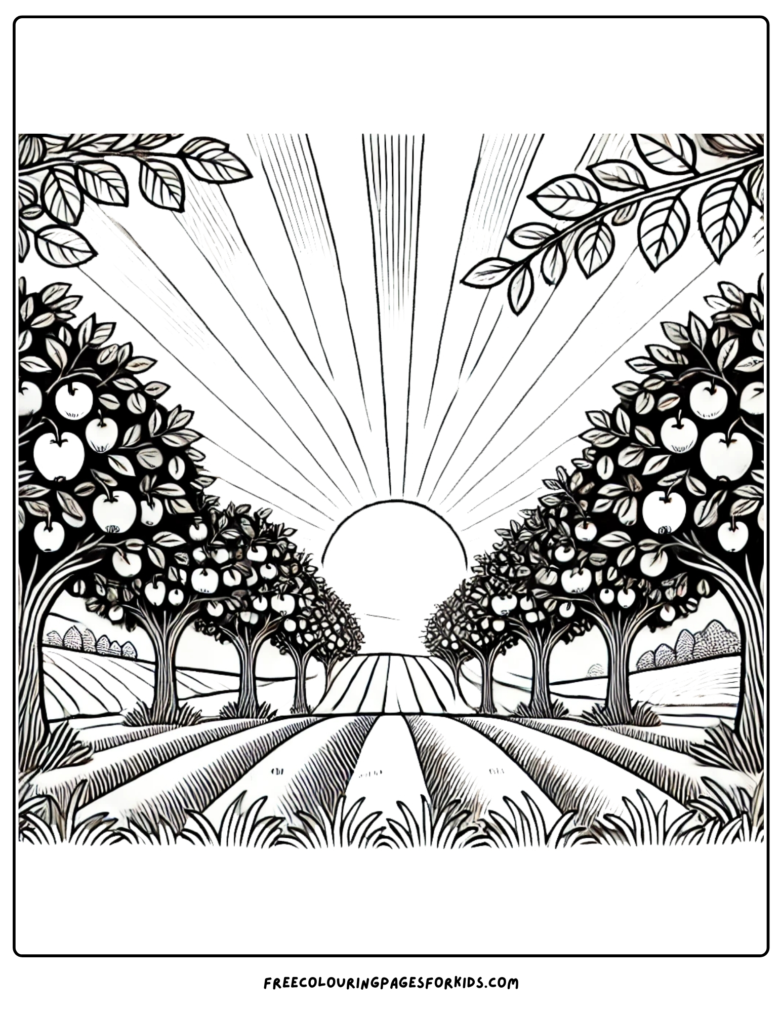 orchard sunset looking down the rows of trees coloring page