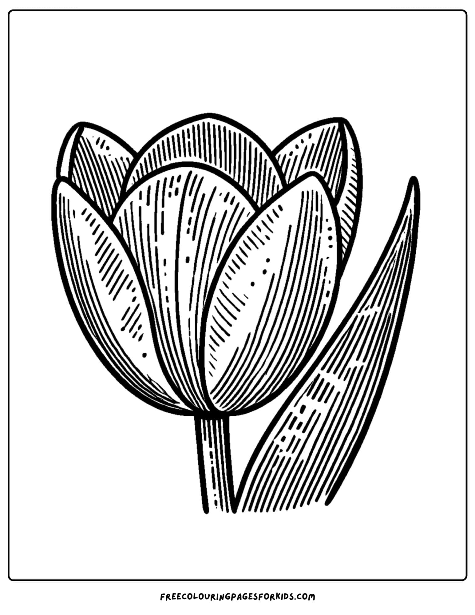 tulip close up coloring page