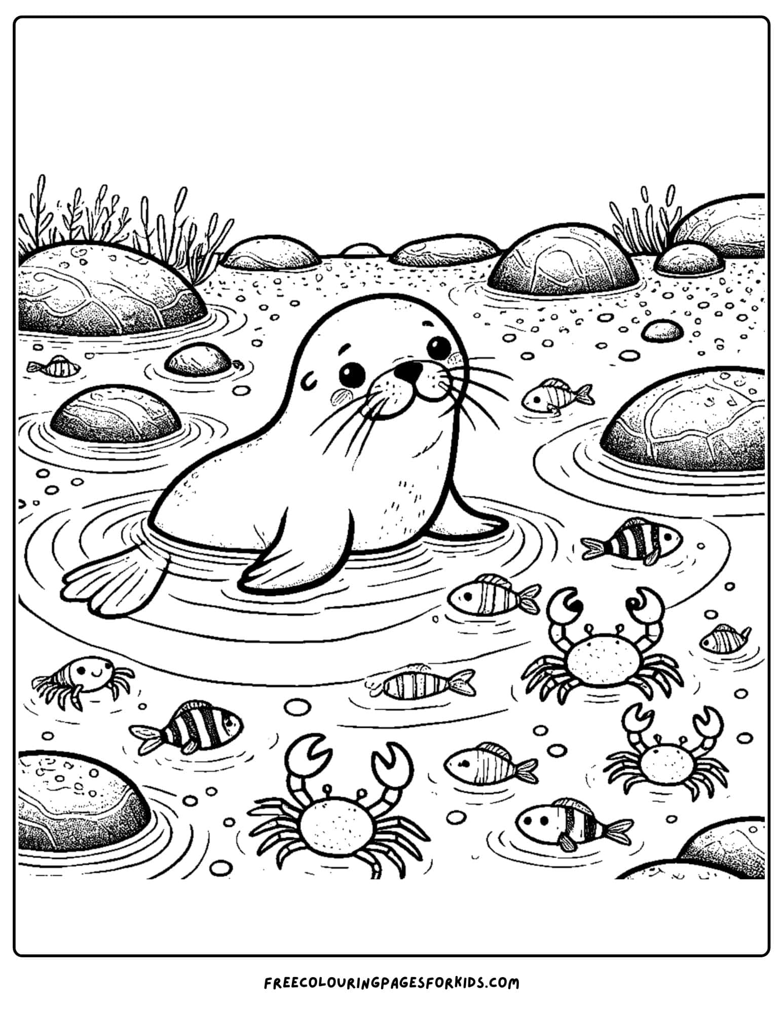 sea lion exploring a tide pool coloring page