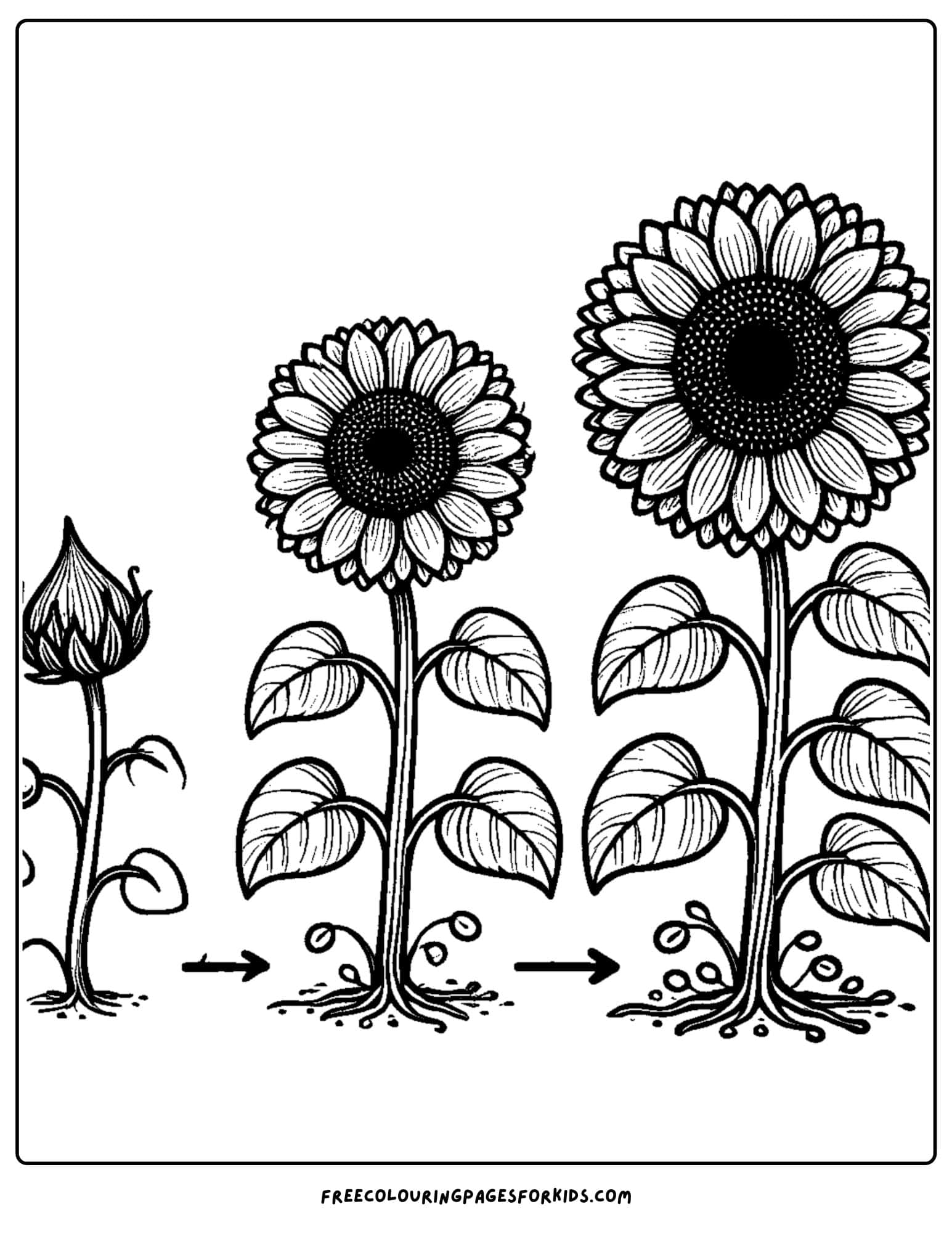 sunflower differeent growing stages coloring page