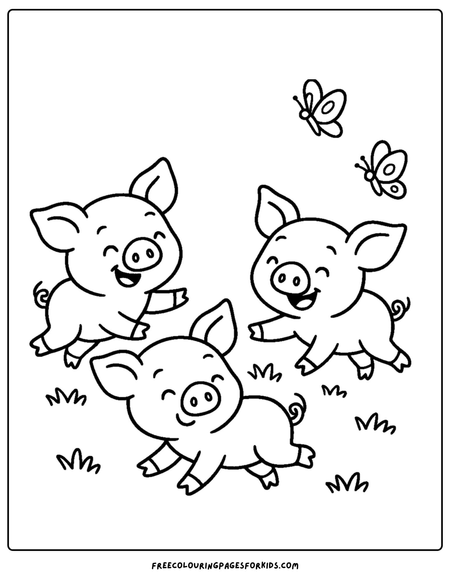 piglets chasing each other