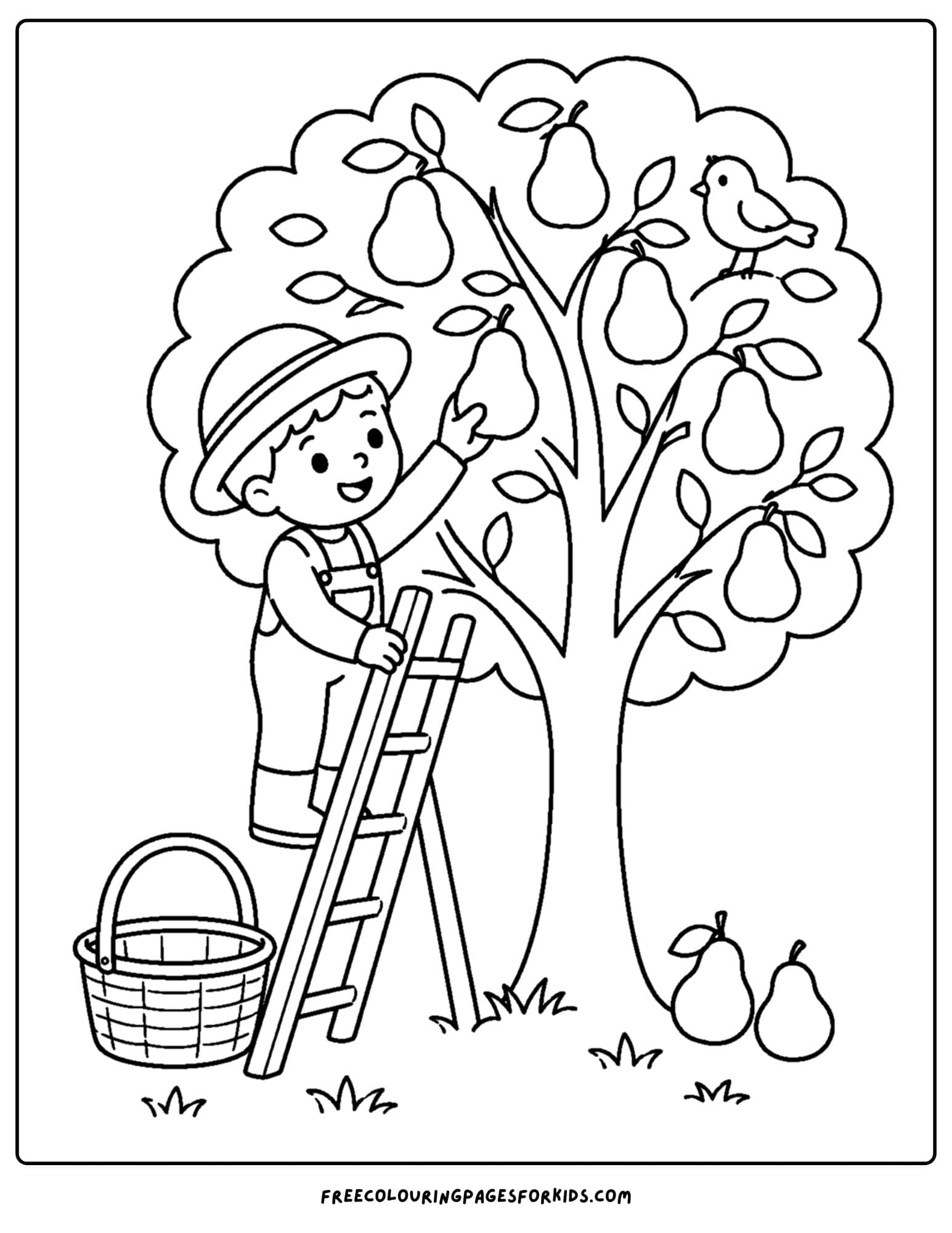 a harvest coloring page showing a worker picking pears from a tree