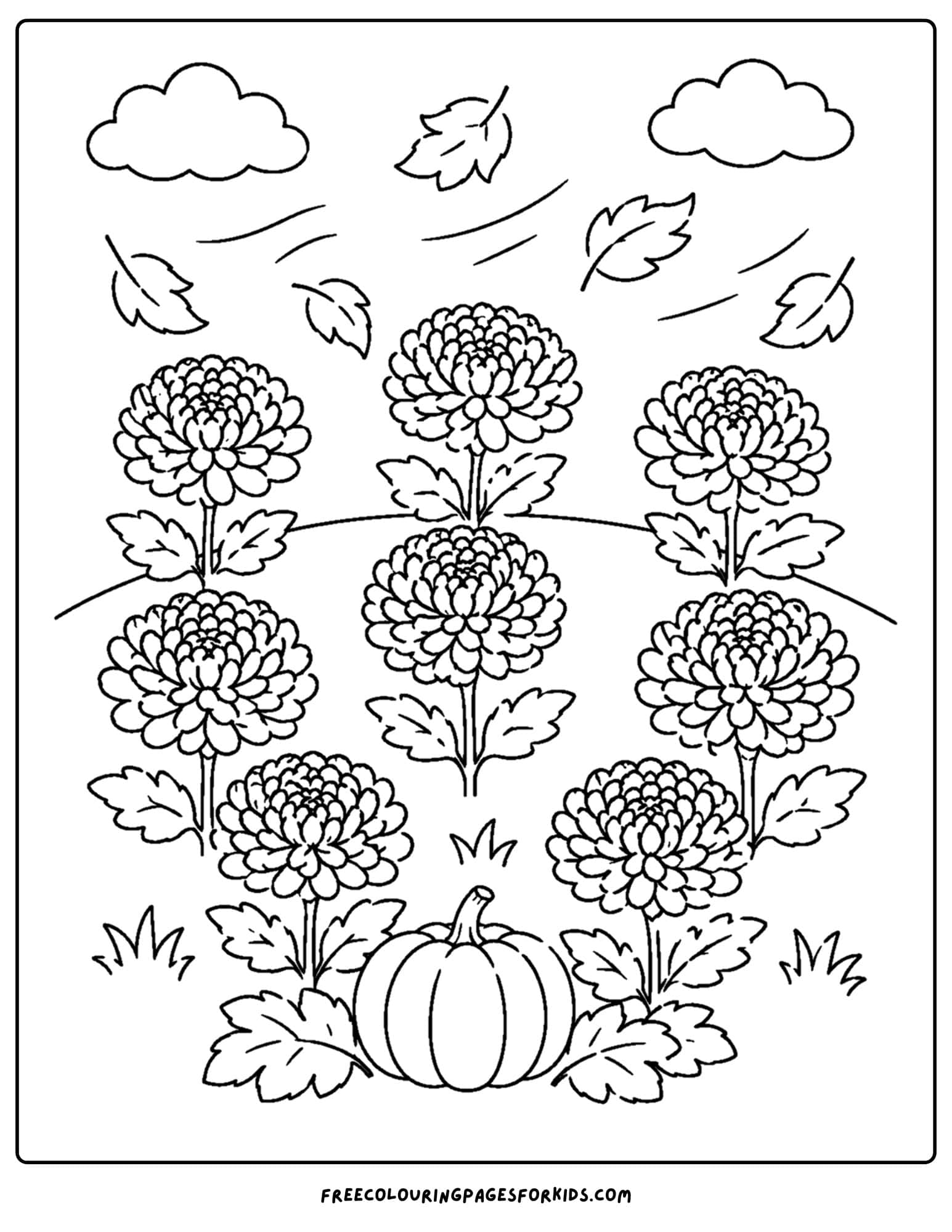 a coloring page of a flower field of chrysanthemums
